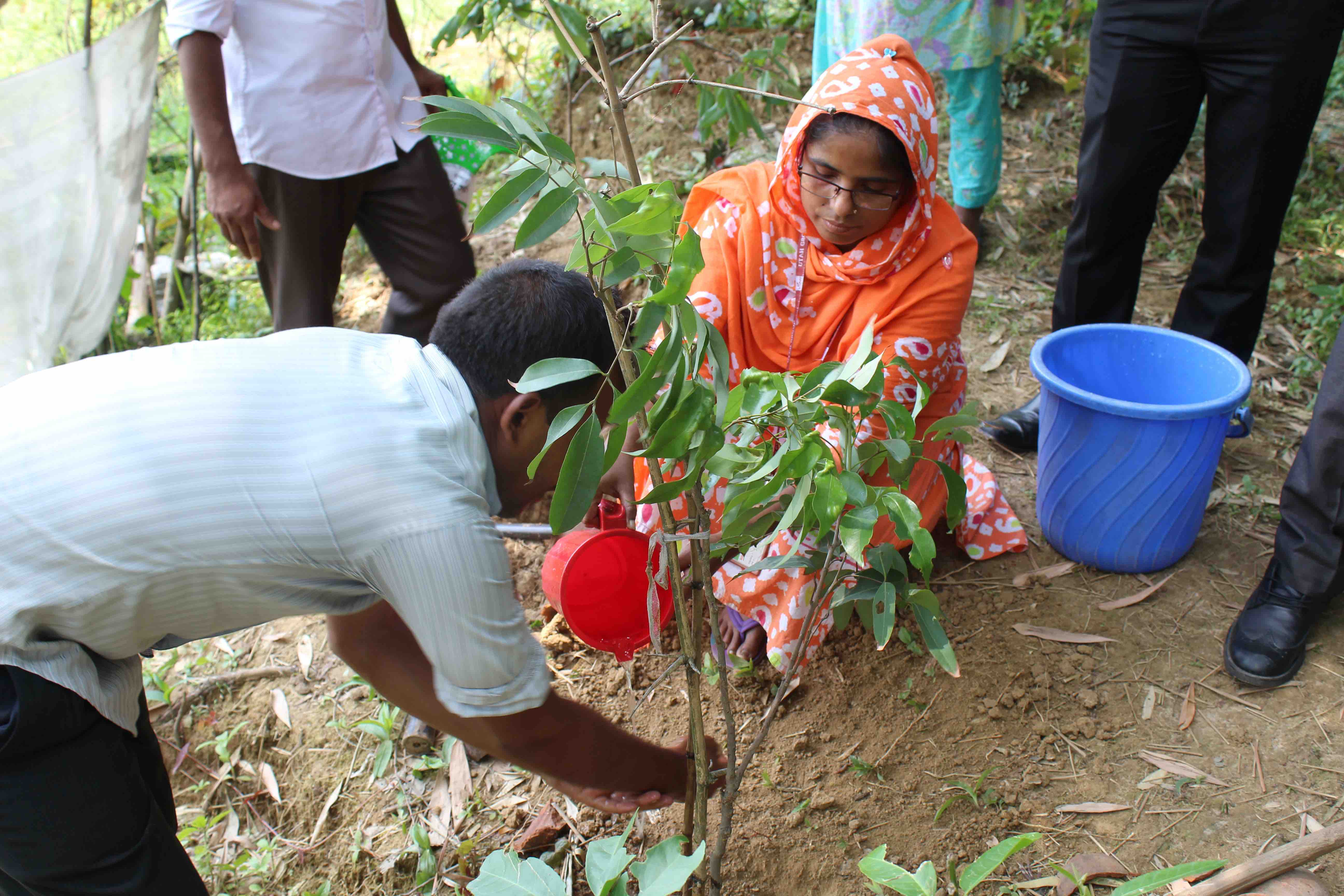 Tree Plantation Program